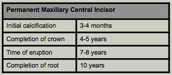 Tooth Devment Mx Central Incisor.png